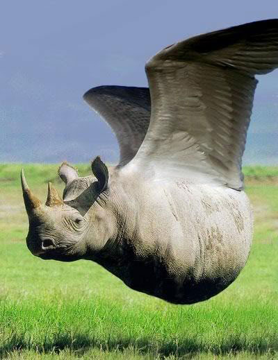 Rhino Fly